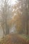 Walker and Autumn trees in fog in Bitts Park Carlisle, Cumbria