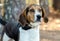 Walker Coonhound Dog