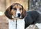 Walker Coonhound Dog