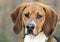 Walker Hound mixed breed dog