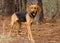 Walker Hound mixed breed dog