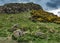 Walker`s View of Craggy Hillside and Flowering Gorse, Holyrood Park, Edinburgh, Scotland