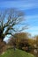 Walker and tree by Lancaster canal at Galgate