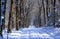 Walkers in dutch snowy woods, Loenermark