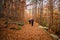 Walkers on path of golden autumn leaves in a forest in Corsica