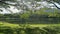 Walking across the asphalt road to the grass lawn under shade of the trees.