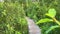 Walking Across a Wooden Pathway in the Forest