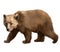 Walking adult bear. Isolated realistic illustratio