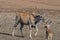 Walking African Eland