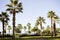 Walking alley, embankment along the sea with rows of palm trees