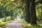 Walking along a country road among oaks autumn landscape