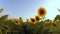 Walking Along the Field of Sunflowers