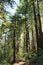 Walking along the Redwood Trail amongst Redwood trees at Big Basin Redwoods State Park in Boulder Creek