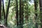 Walking along the Redwood Trail amongst Redwood trees at Big Basin Redwoods State Park in Boulder Creek