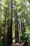 Walking along the Redwood Trail amongst Redwood trees at Big Basin Redwoods State Park in Boulder Creek, CA
