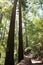 Walking along the Redwood Trail amongst Redwood trees, with a giant Redwood lying alongside the trail