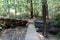 Walking along the Redwood Trail that passes through a fallen Redwood tree in the forest in California