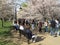 Walking Amongst the Cherry Blossoms