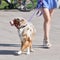 walking an animal. Woman& x27;s legs and motley dog