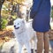 Walking Arctic Spitz Samoyed dog outdoors