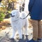 Walking Arctic Spitz Samoyed dog outdoors