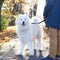 Walking Arctic Spitz Samoyed dog outdoors