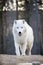 Walking arctic wolf