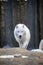 Walking arctic wolf