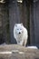 Walking arctic wolf