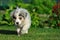 Walking Australian Shepherd puppy