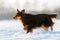 Walking Australian Shepherd in the snow