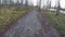 Walking in autumn forest on dirt road trail