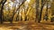 Walking through autumn forest. Pathway through bright colorful vibrant golden colored fall landscpae with sunlight