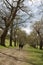 Walking in avenue of trees, Levens Hall Deer Park