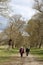 Walking in avenue of trees, Levens Hall Deer Park