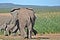 Walking Away, African Elephant Group