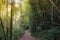 Walking in Bamboo Mountain Forest