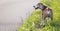 Walking beagle dog portrait photo He standing on the green grass near the asphalt running track and looking around. Funny domestic