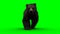 Walking bear. Green screen isolate. 3d rendering.