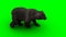 Walking bear. Green screen isolate. 3d rendering.