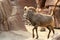 Walking bighorn sheep (ram)