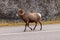 Walking bighorn sheep on a road in Jasper Natrional park