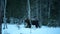 Walking Brown bear in the snow. Blizzard in night winter forest.  Wild Adult Brown Bear. Scientific name: Ursus arctos. Natural