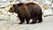 Walking brown bear in the zoo