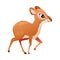 Walking Brown Dik-dik as African Small Antelope with Horns Vector Illustration