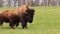 Walking bull of American buffalo bison on grass pasture