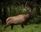 Walking Bull Elk With Collar Walks At Attention