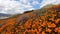 Walking between California Golden Poppy and Goldfields blooming in Walker Canyon, USA.