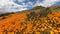 Walking between California Golden Poppy and Goldfields blooming in Walker Canyon, USA.