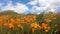 Walking between California Golden Poppy and Goldfields blooming in Walker Canyon, USA.